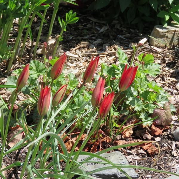 Tulipe, tulipes Tulipa orphanidea Lizzy