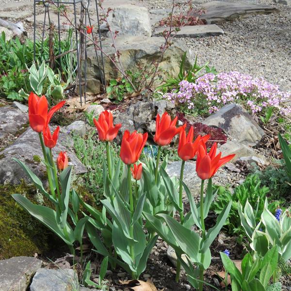 Tulipe, tulipes, Tulipa greigii 'Red Riding Hood'