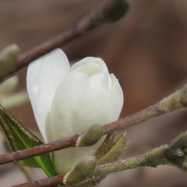 Magnolia &eacute;toil&eacute;, Magnolia stellata 'Royal Star'