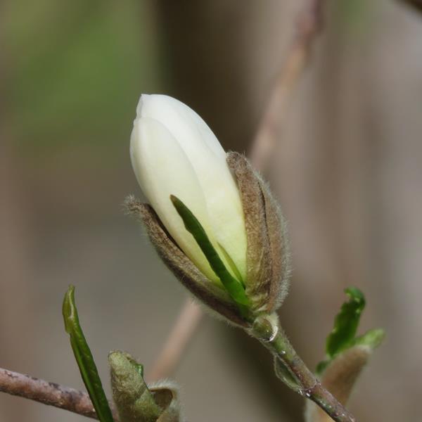 Magnolia &eacute;toil&eacute;, Magnolia stellata 'Royal Star'