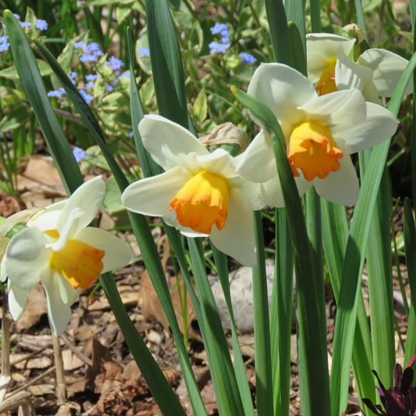 Narcisse Narcissus géante cool flame