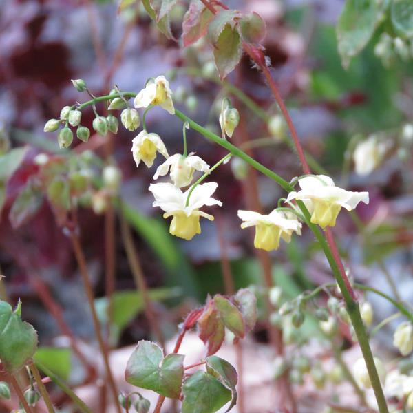 Epim&egrave;de, fleur des elfes, &#201;pim&eacute;dium, Epimedium ×versicolor 'Sulphureum&rsquo; fleurs'
