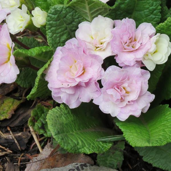 Primevère, primulas Primevère commune, Primevère acaule, Primevère des jardins Primula vulgaris Belarina Pink Ice