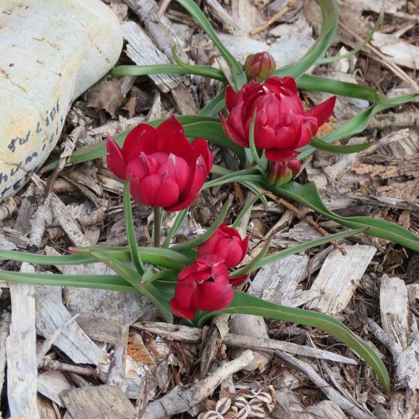 Tulipe, tulipes Tulipe Botanique Tulipa humilis Tête à tête