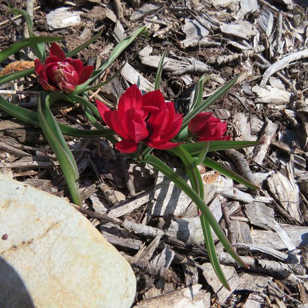 Tulipe, tulipes, Tulipe Botanique, Tulipa humilis 'T&ecirc;te &agrave; T&ecirc;te'