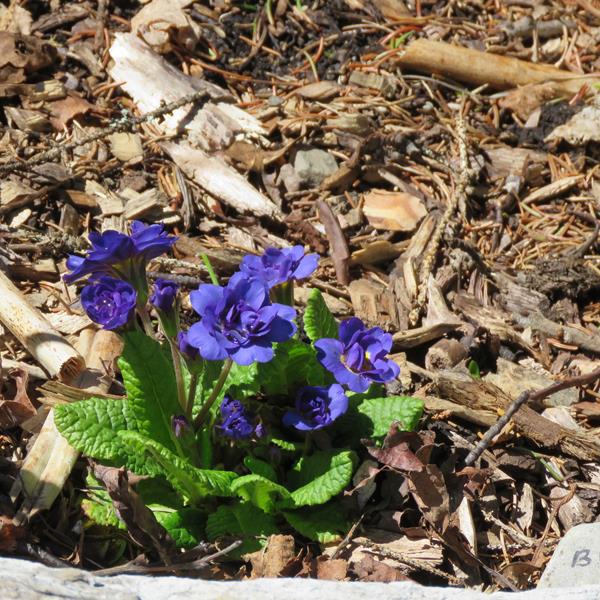 Primevère, primulas Primevère commune, Primevère acaule, Primevère des jardins Primula vulgaris Belarina Cobalt Blue