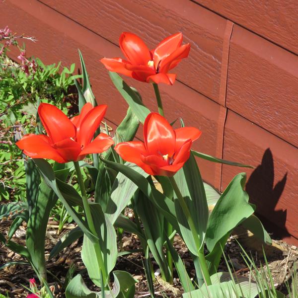 Tulipe, tulipes Tulipa greigii Red Riding Hood