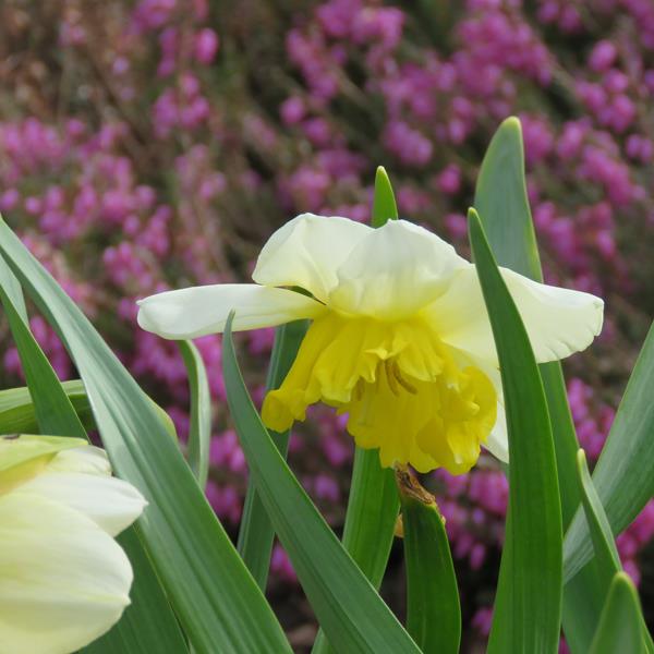 Narcisse, Narcissus 'ice follies'