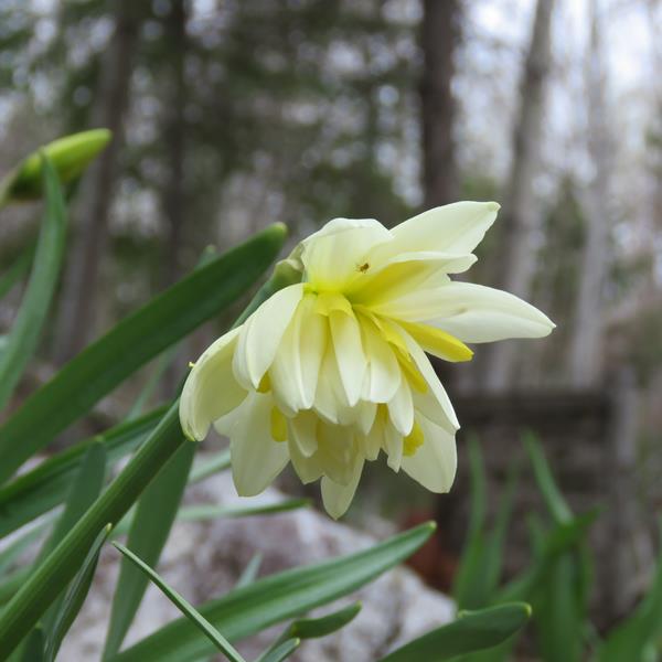 Narcisse Narcissus irene Copeland