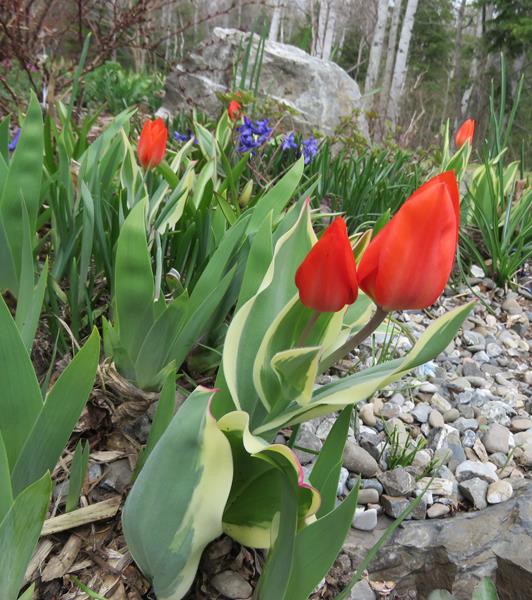 Tulipe, tulipes, Tulipa praestans 'Unicum'