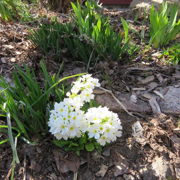 Primevère, primulas Primevère Primula denticulata blanche