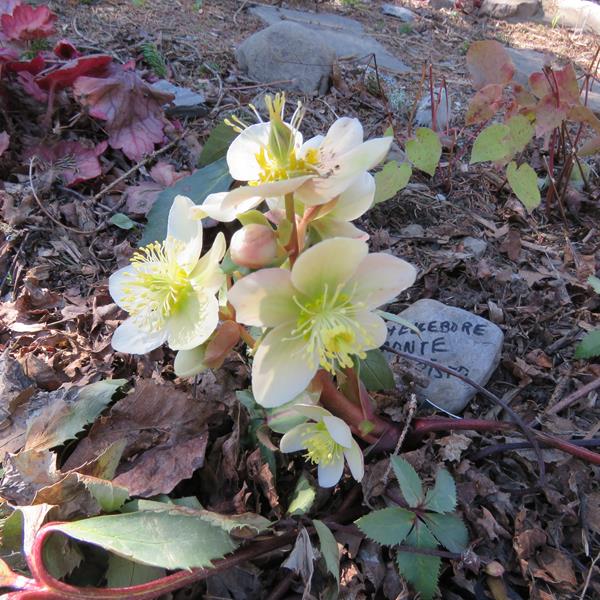 Hellébore Helleborus ×ericsmithii 'Monte Cristo'