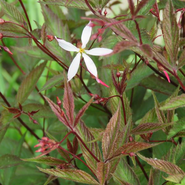 Porteranthus, Gillenia trifoliata 'Pink Profusion'