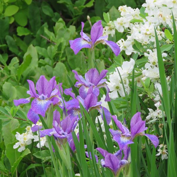 Clajeux Iris versicolor 