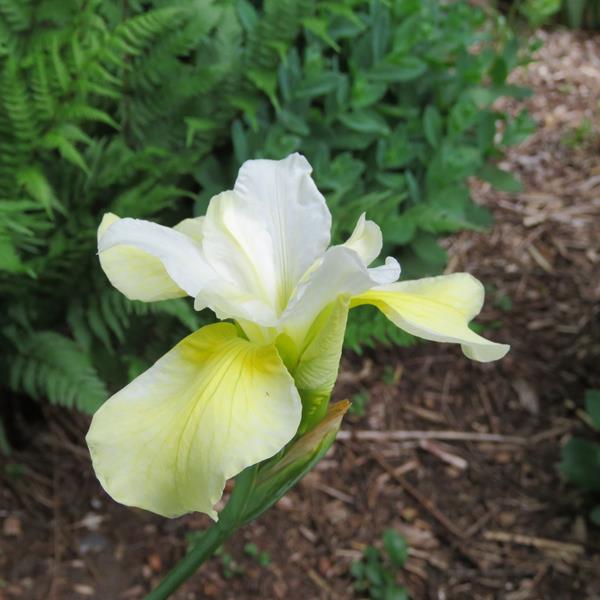 Iris de Sibérie Iris sibirica Butter and Sugar