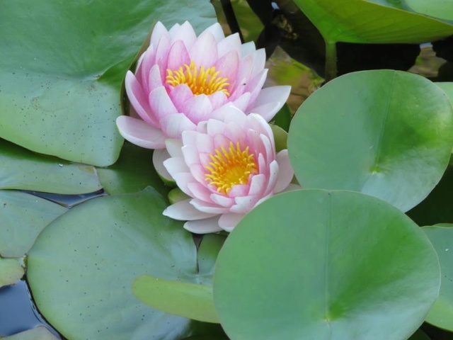 N&eacute;nuphar, Nymphaea 'Mad. Wilfron Gonnere'