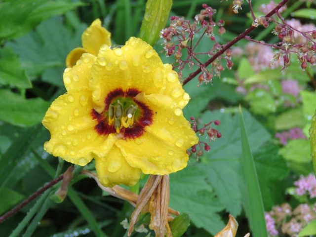 H&eacute;m&eacute;rocalle, Hemerocallis ×hybrida 'Siloam June Bug'