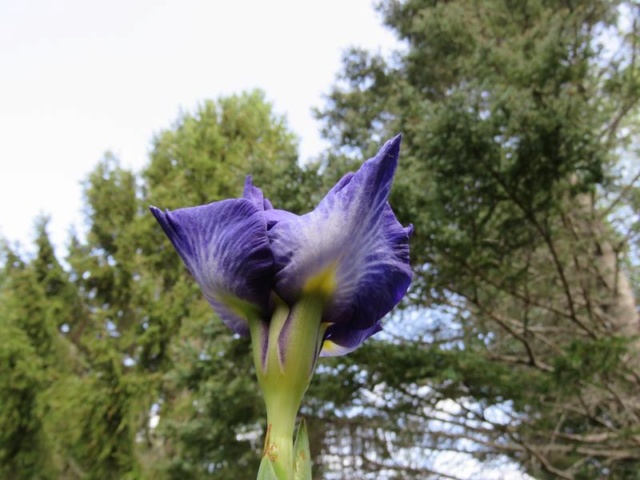 Iris kaempferi, Iris ensata 'Caprician Butterfly'