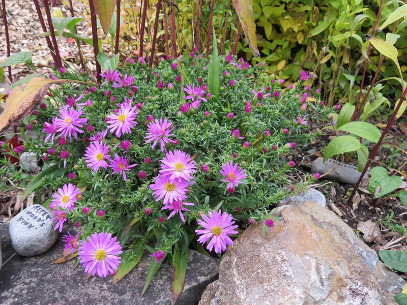 Aster de Nouvelle&#8211;Angleterre, Aster dumosus 'Wood&rsquo;s Pink'