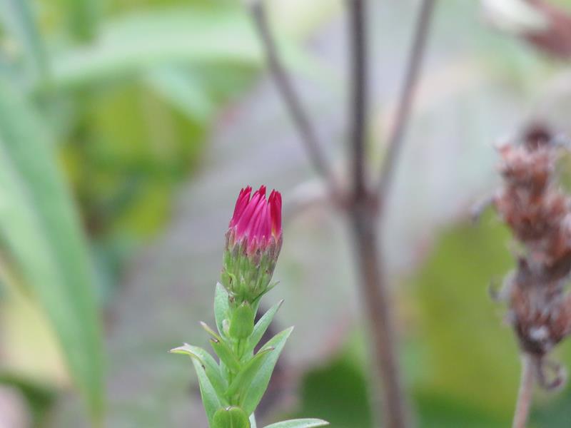 Aster, Symphyotrichum novi-belgii 'Crimson Brocade'