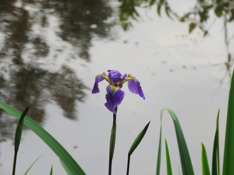 Clajeux, Iris versicolor 'Gerald Darby'