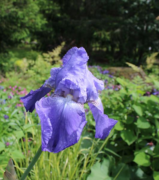 Iris d&rsquo;Allemagne, Iris barbu, Iris germanica 'Blue'