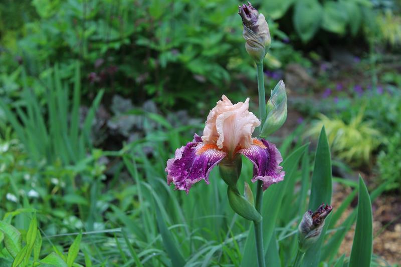 Iris d&rsquo;Allemagne, Iris barbu, Iris germanica 'Crimson Snow'