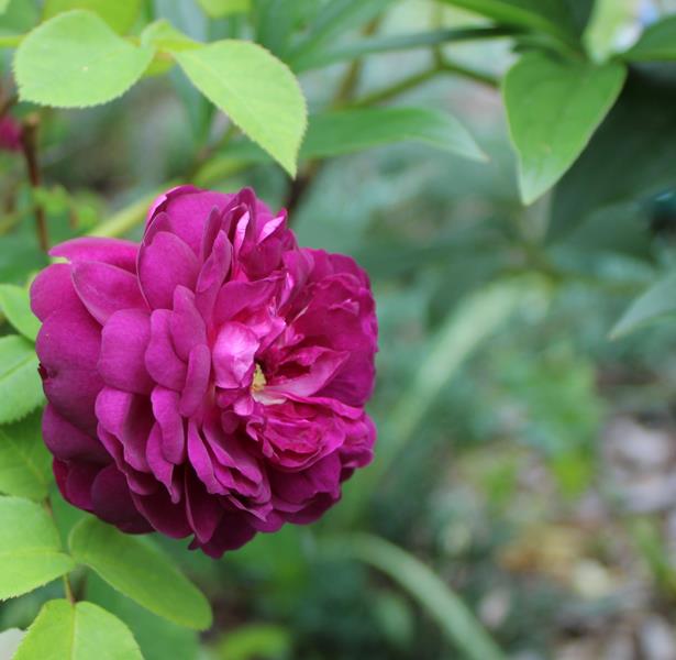 Rosier, églantier Rosa gallica Cardinal de Richelieu