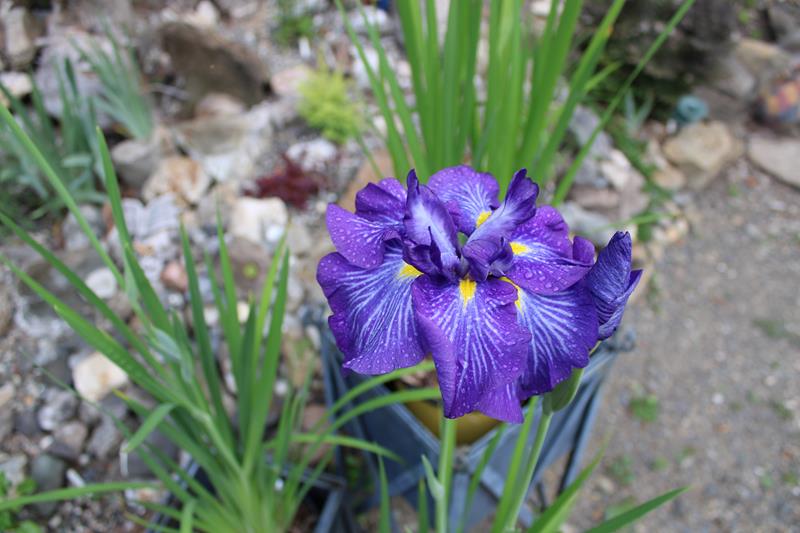 Iris kaempferi Iris ensata Caprician Butterfly