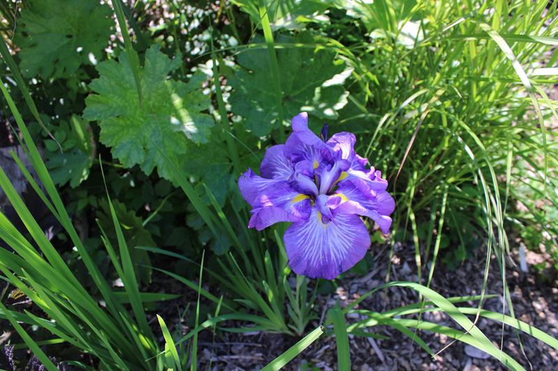 Iris kaempferi, Iris ensata 'Caprician Butterfly'