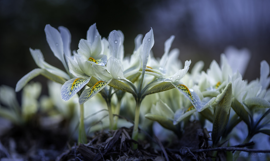 Iris reticulata 'Frank Elder'