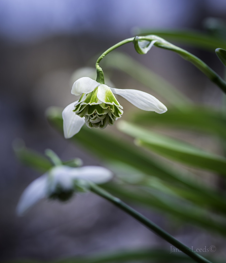 perce&#8211;neige, Perce&#8211;neige, Galanthus nivalis 'Flore Pleno'