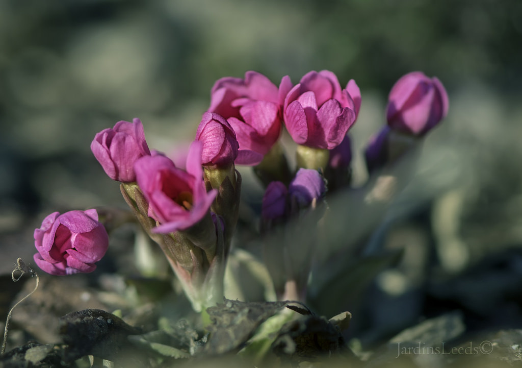 Primev&egrave;re, primulas, Primula rosea 'gigas'