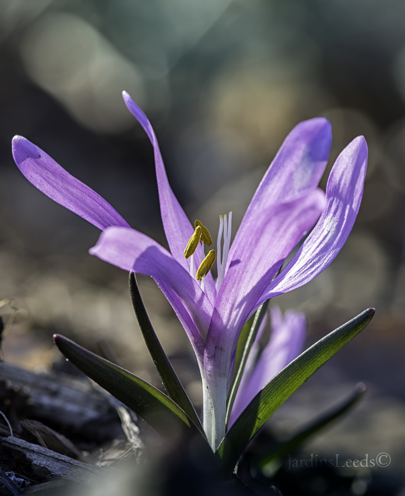 Crocus isauricus 'Spring Beauty'