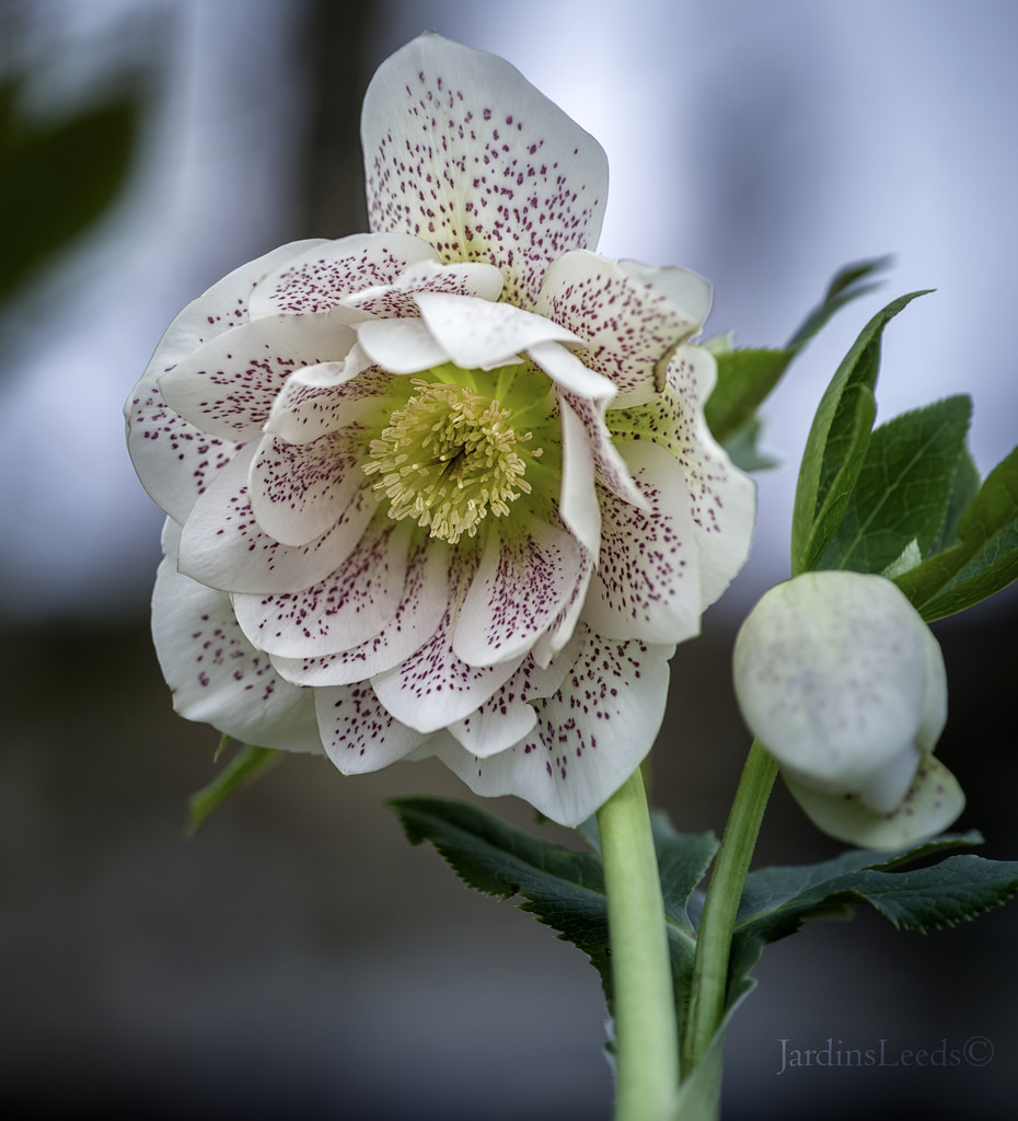 Hellébore Série Winter Jewels Helleborus ×hybridus WJ Peppermint Ice