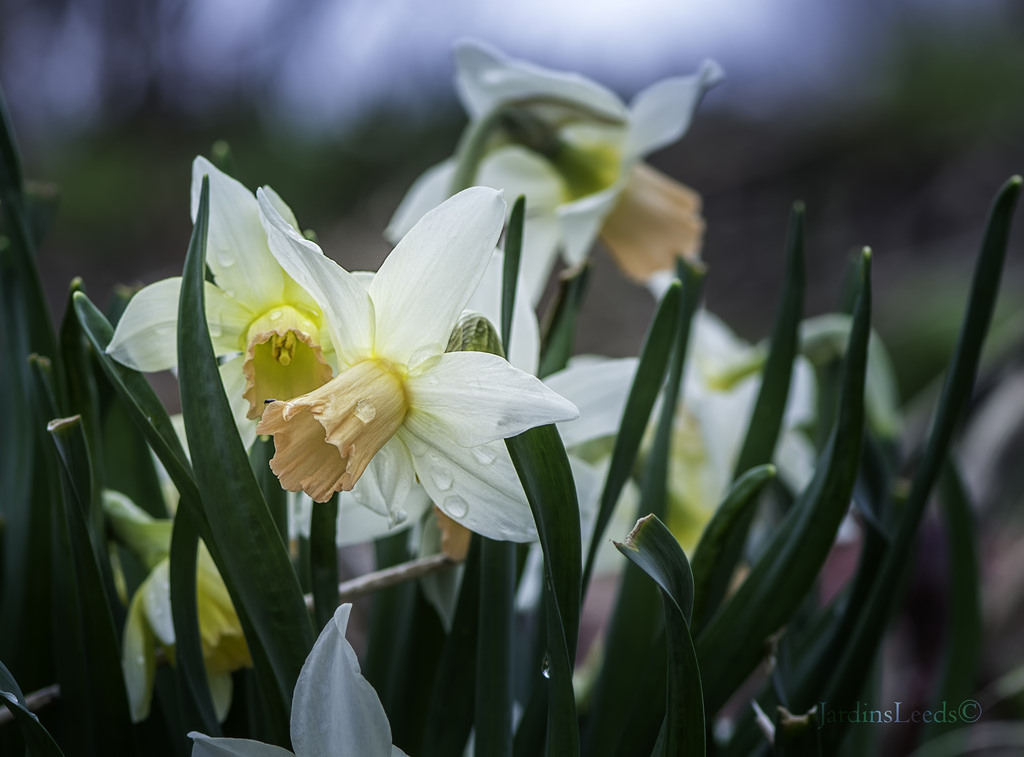 Narcisse, Narcissus ×cyclamineus 'Cotinga'
