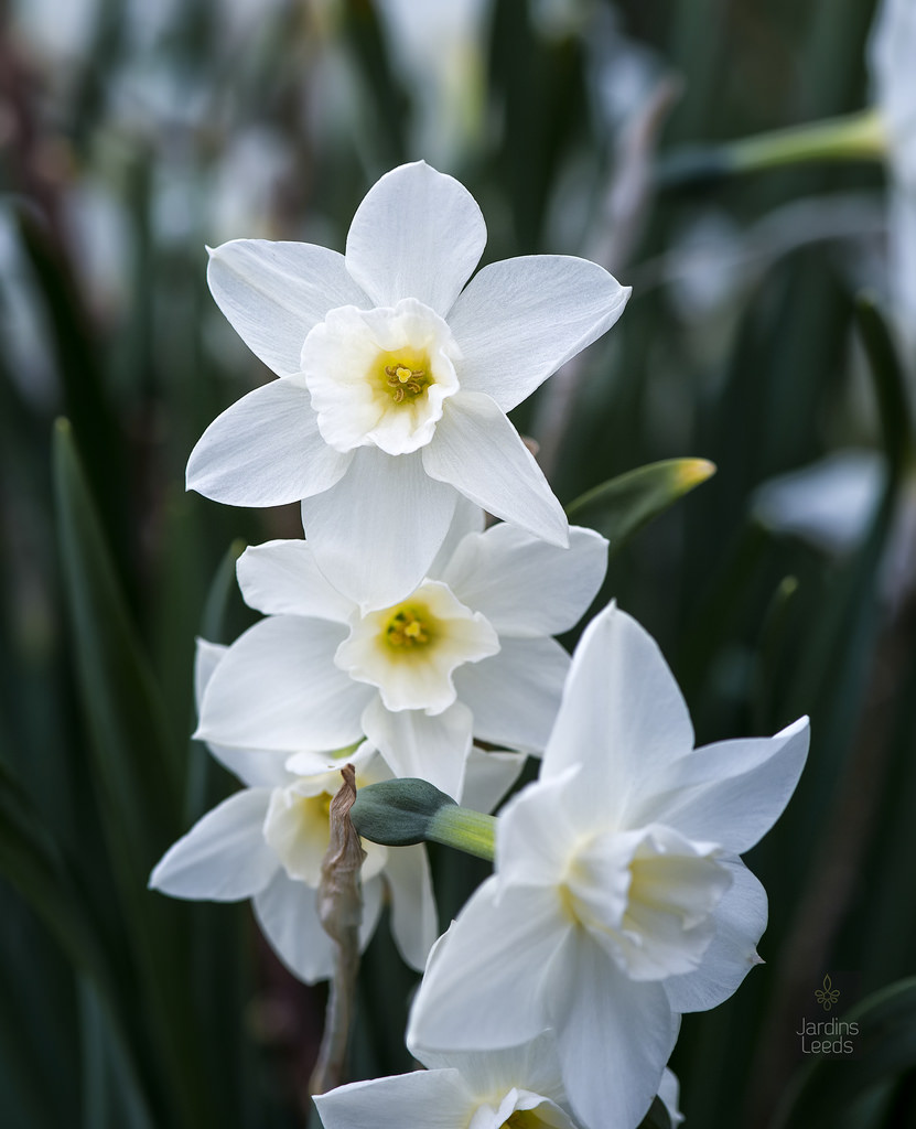 Narcisse, Narcissus 'Sweet Love'