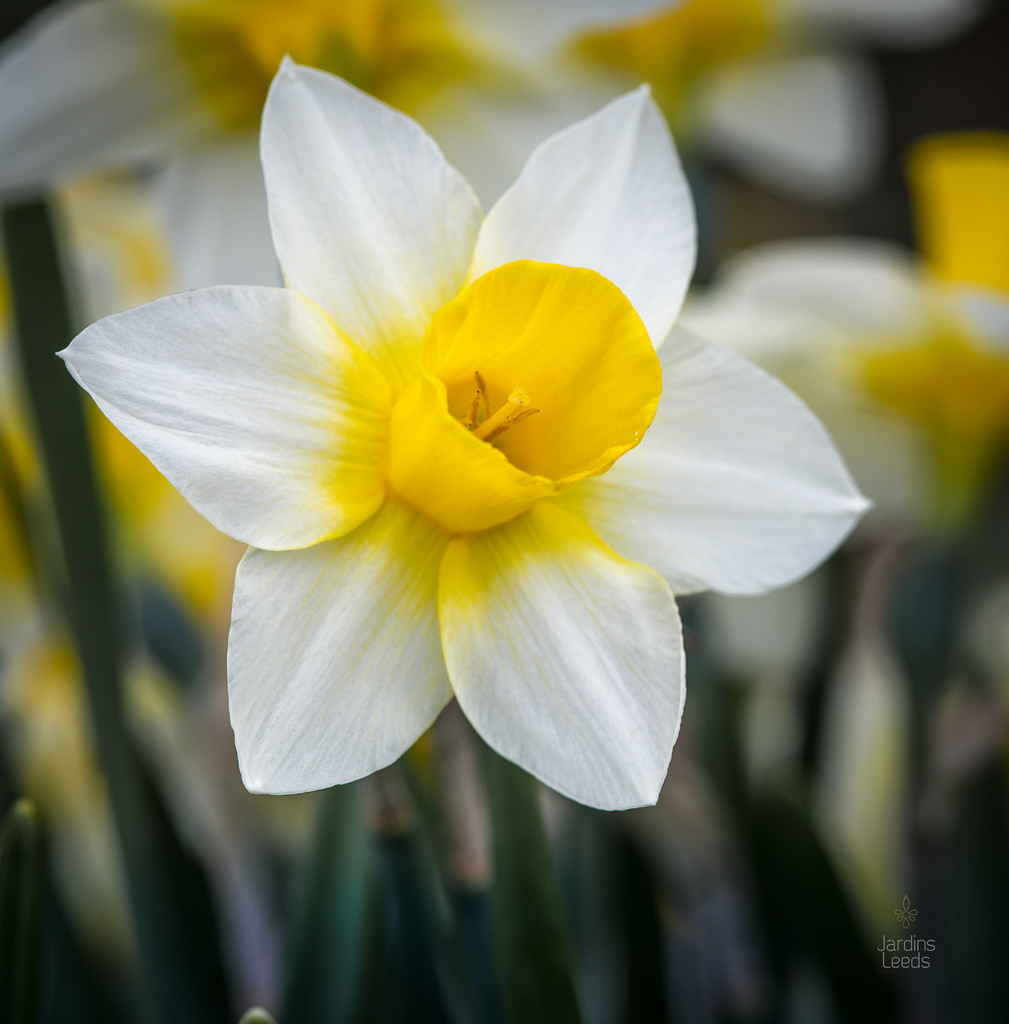 Narcisse, Narcissus 'Golden Echo'