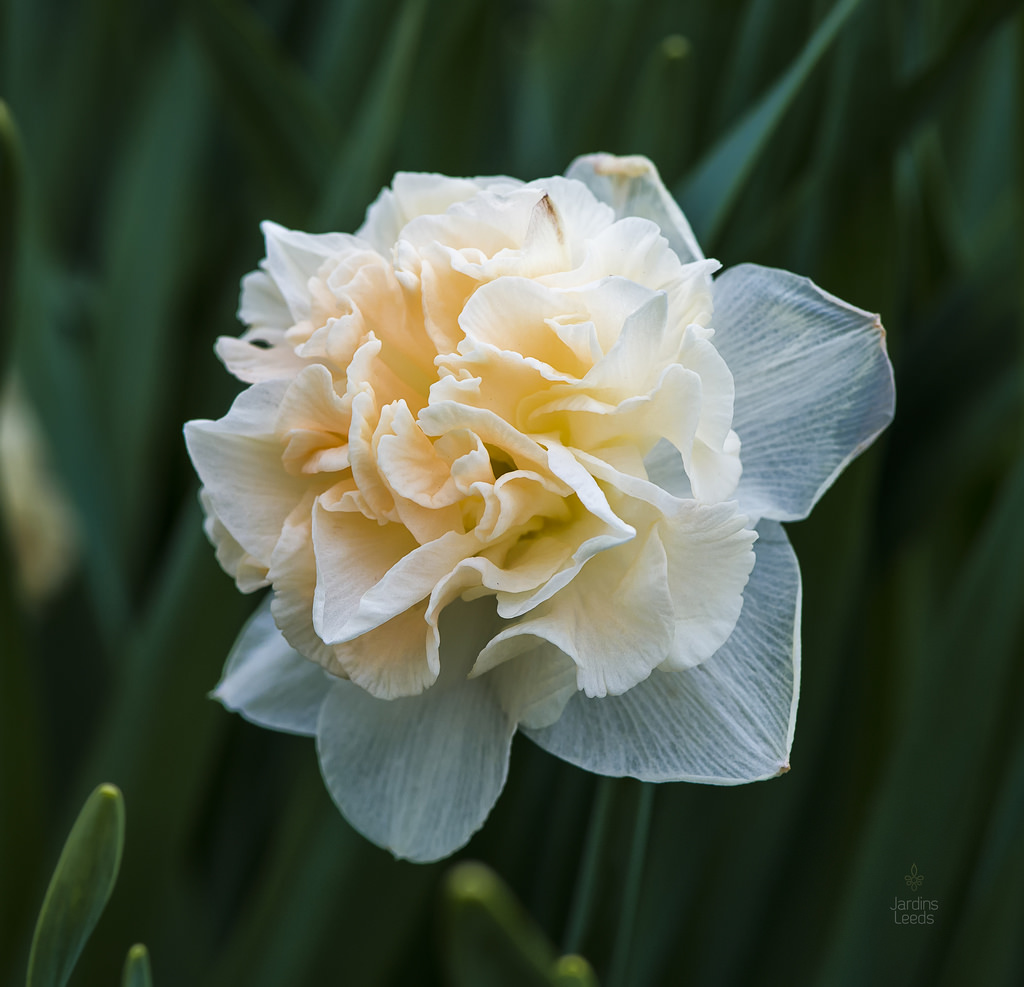 Narcisse Narcissus Flower Surprise