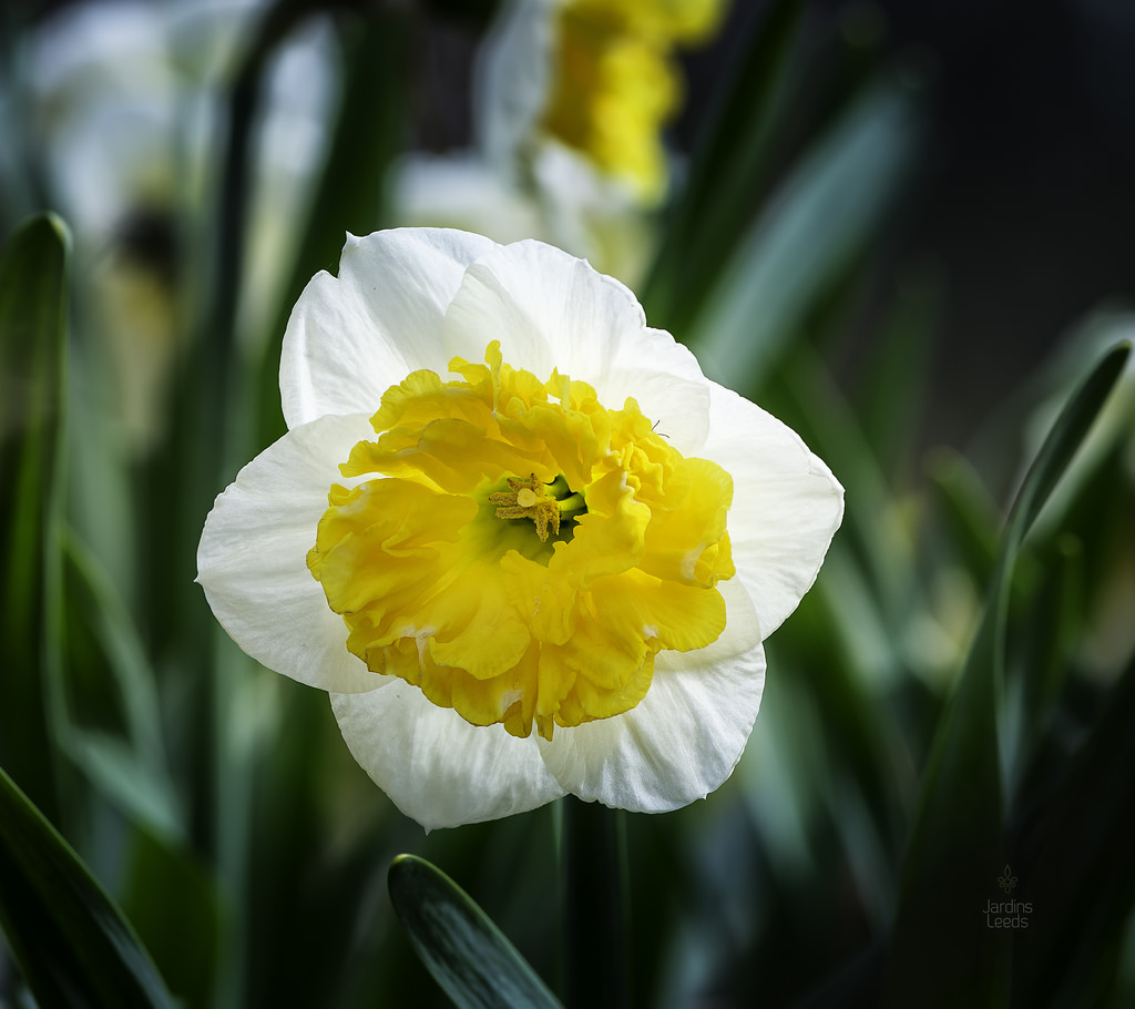 Narcisse, Narcissus 'Amadeus Mozart'