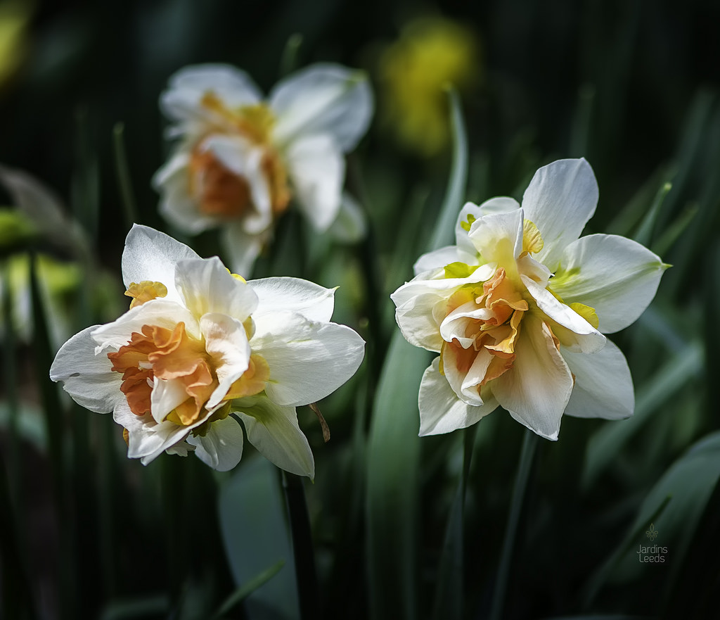 Narcisse, Narcissus 'Replete'