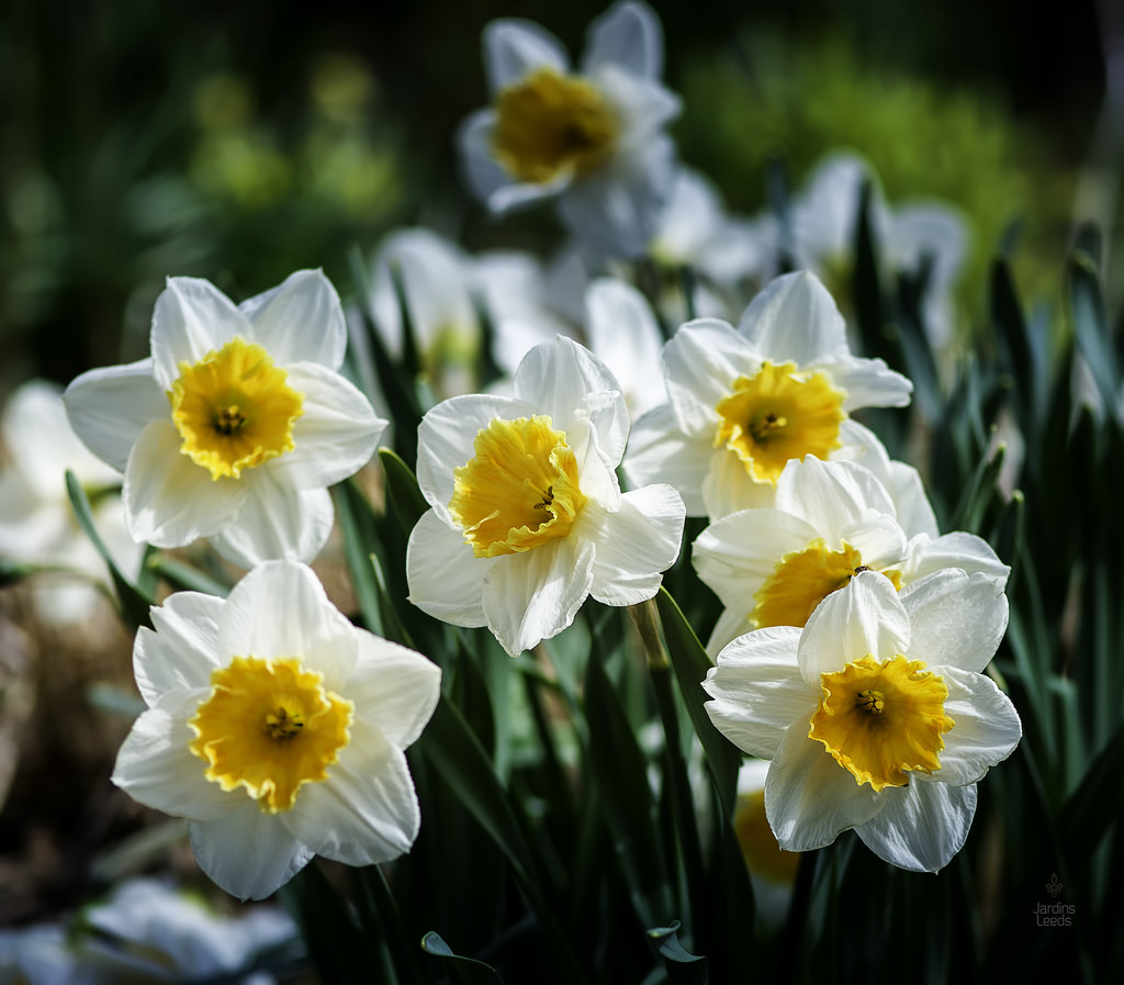 Narcisse, Narcissus 'Soestdijk'