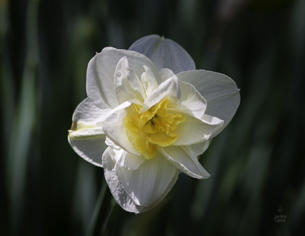 Narcisse Narcissus Flower Drift