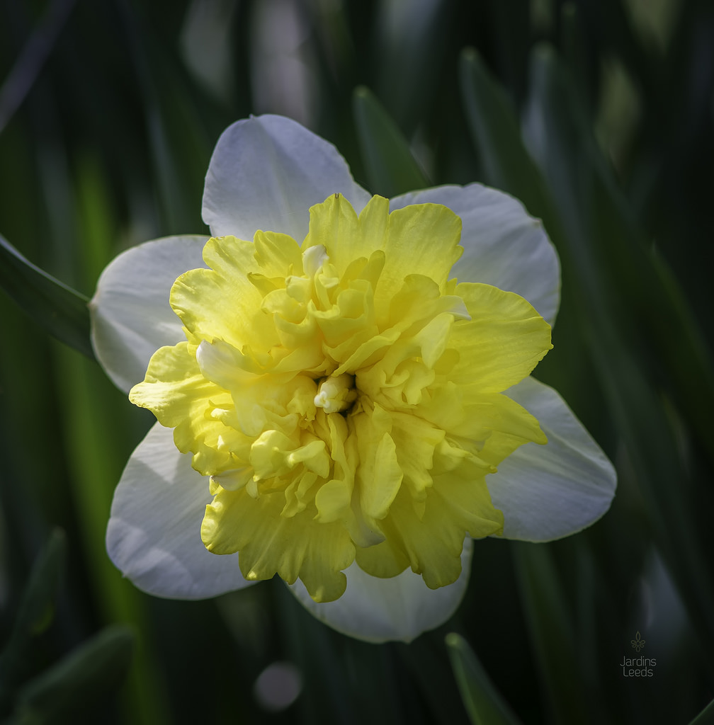 Narcisse, Narcissus 'Full House'