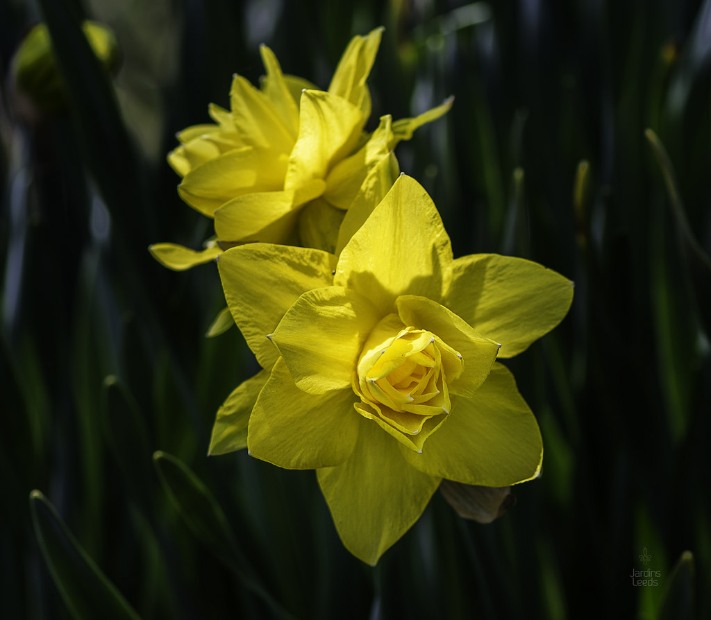 Narcisse Narcissus Golden Ducat