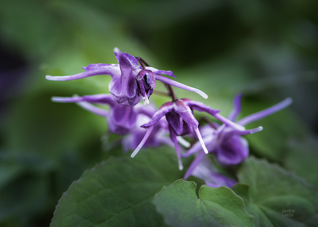 Epimède, fleur des elfes, Épimédium Fleur des elfes à grandes fleurs Epimedium grandiflorum Purple Prince