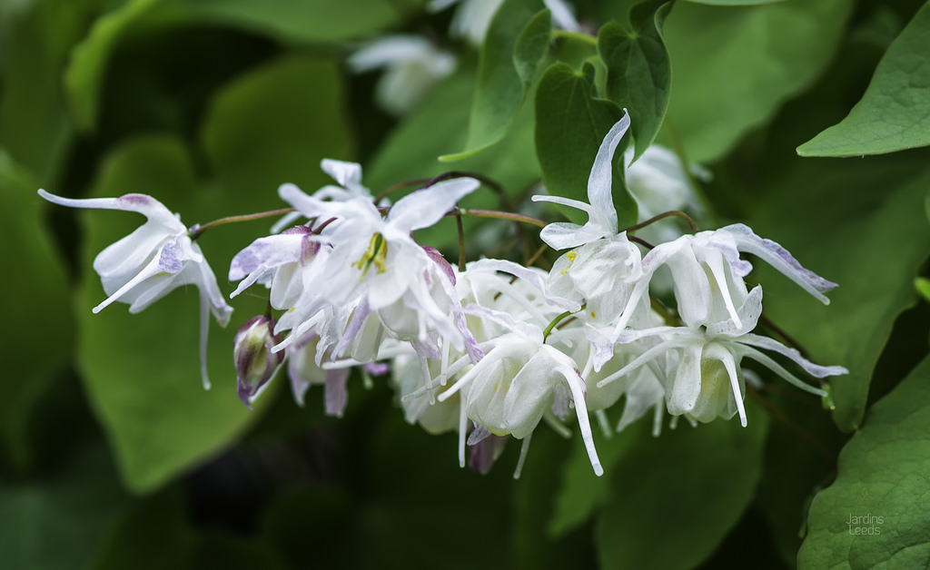 Epimède, fleur des elfes, Épimédium Epimedium ×youngianum Yenomoto