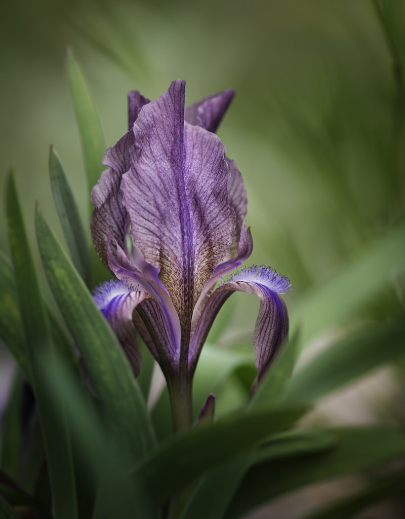 Iris suaveolens 'rubromarginata'