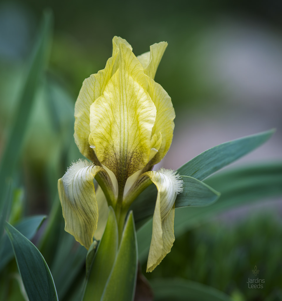 Iris suaveolens Flavescens