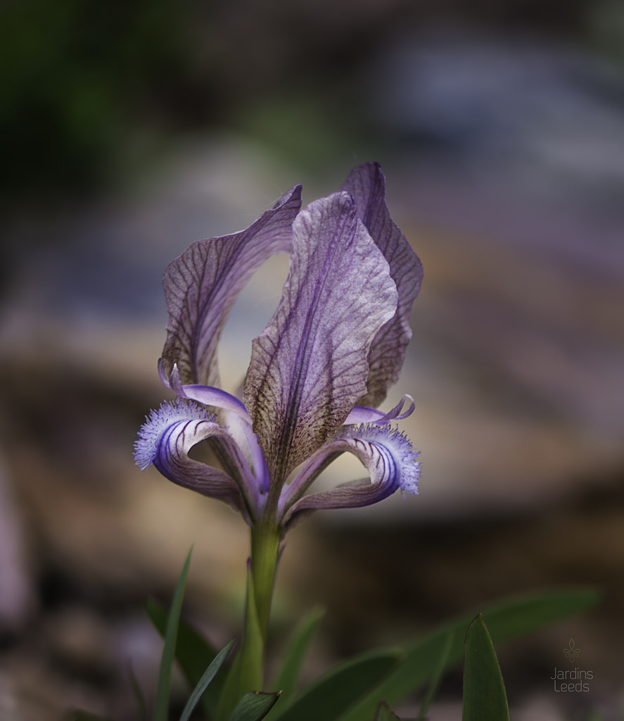 Iris suaveolens 